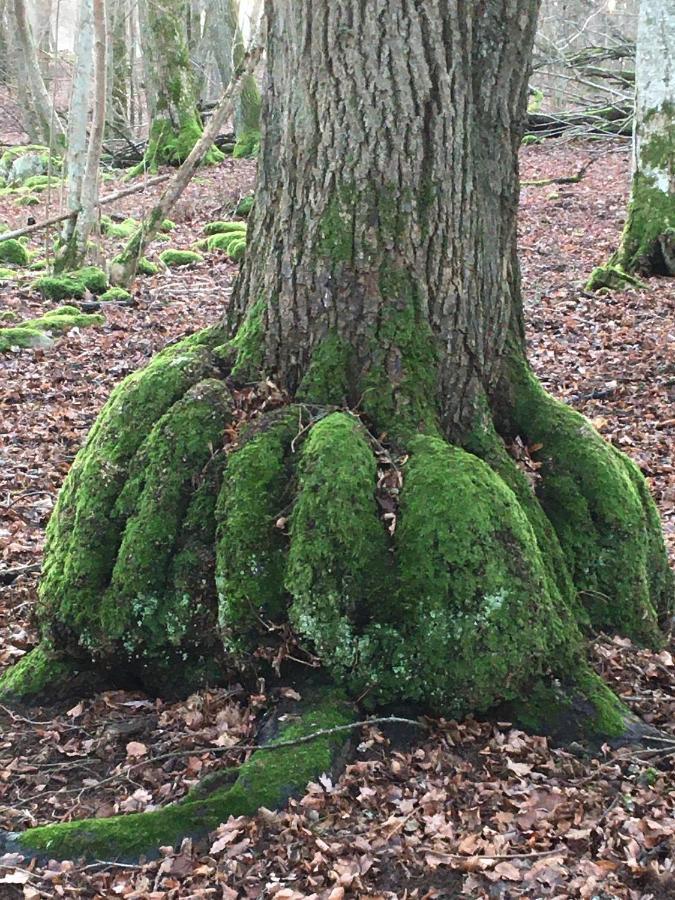 Liten Stuga Mitt I Naturen Pa Kinnekulle Hällekis Eksteriør billede